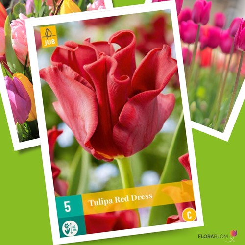 Tulpen Red Dress – Tulipa coronet