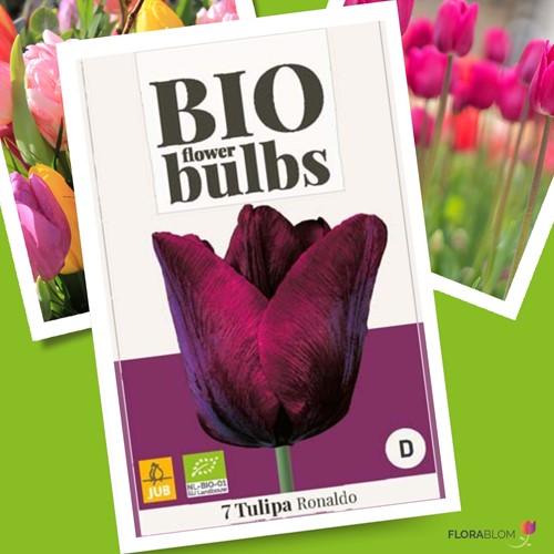 Tulipa Ronaldo - Tulpen-BIO