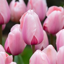 Tulpe Salmon Impression - Bio