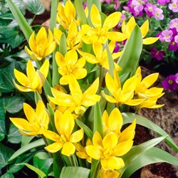 Tulpe Tarda Dasystemon - Tulipa