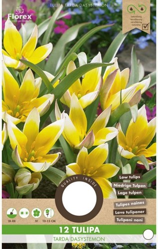 Tulpe Tarda Dasystemon
