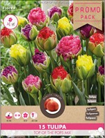 Tulpen Top of the Pops – Tulipa