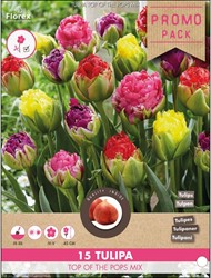 Tulpen Top of the Pops – Tulipa