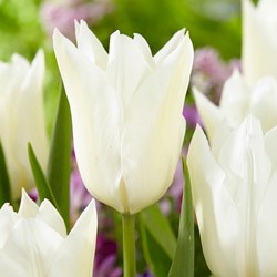 Tulp Purissima - Tulipa