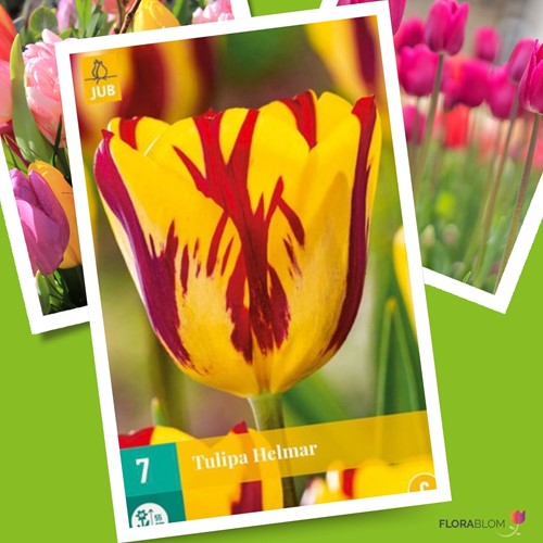 Tulpe Helmar