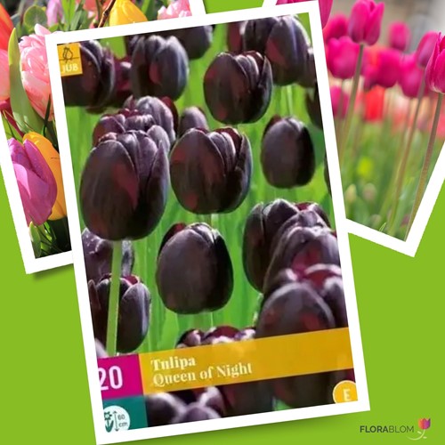 Tulpe Queen of Night - Schwarze Tulpe