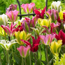 Tulp Viridiflora Gemengd - Tulipa
