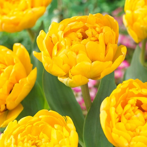 Tulpe Yellow Pompenette - Tulipa
