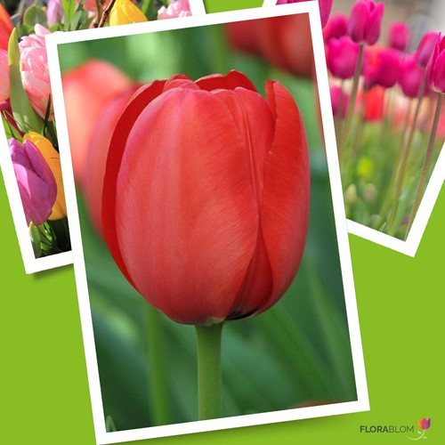 Tulpe Apeldoorn Rot