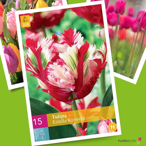 Tulpe Estella Rijnveld - Tulipa