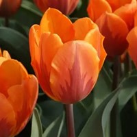 Tulpe Prinses Irene