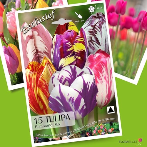 Tulpen Rembrandt Mischung - Tulipa chameleon