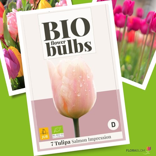 Tulpe Salmon Impression - Bio