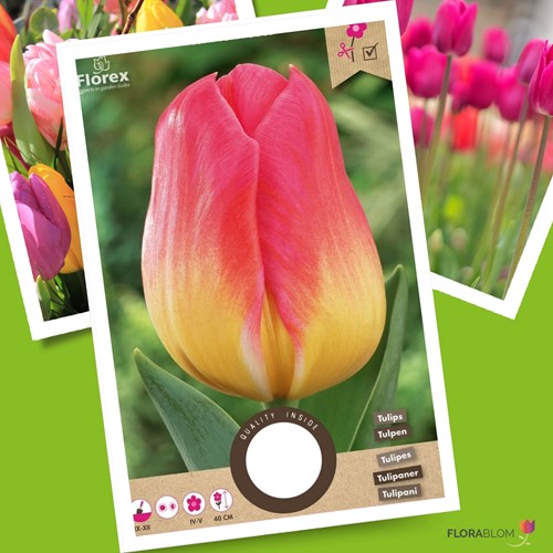 Tulpen Tom Pouce – Tulipa