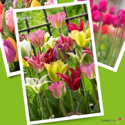 Tulpe Viridiflora Gemischt