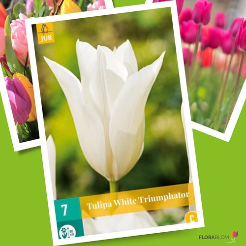 Tulpe White Triumphator