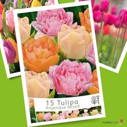 Tulpen Angelique Mischung