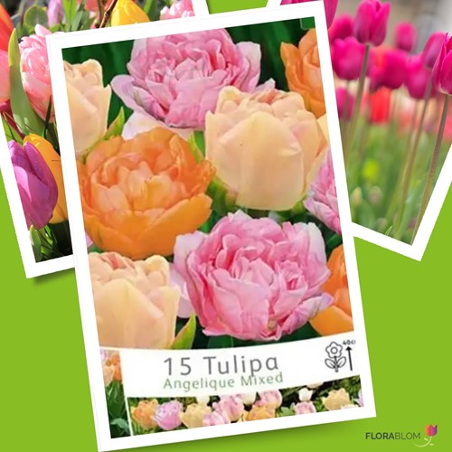 Tulpen Angelique Mischung