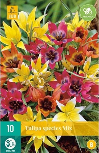 Tulpen Botanisch Mischung - Tulipa