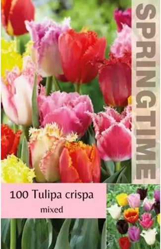Tulpen Crispa Mischung Grosspackung (XL)