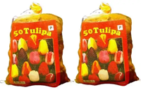 100 Tulpen Darwin Mischung (2x XL-Packung)-2