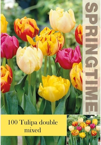Tulpen Doppelt Mischung - Tulipa double Grosspackung (XL)