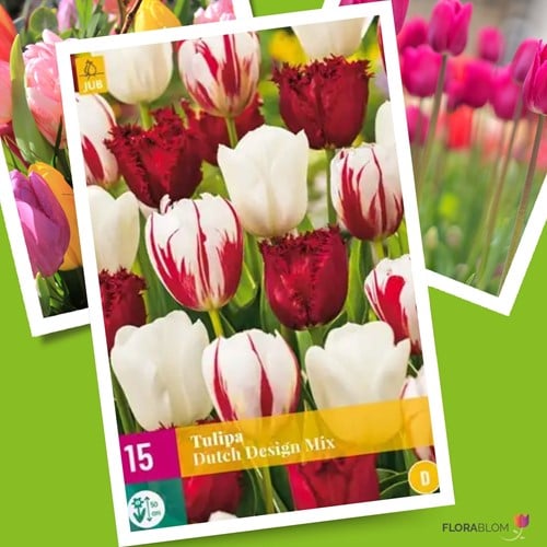 Tulpen Dutch Design Mischung