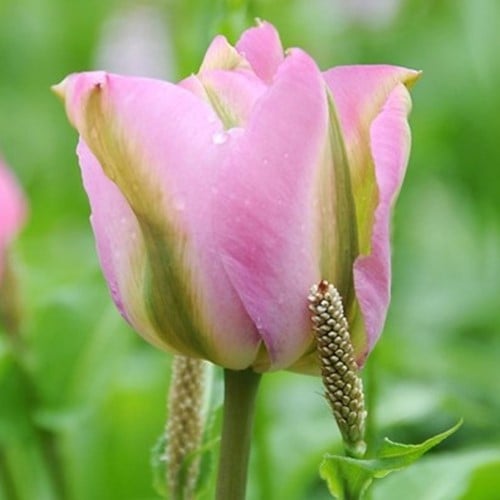 Tulpen Groenland