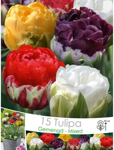 Tulpe Ice Cream