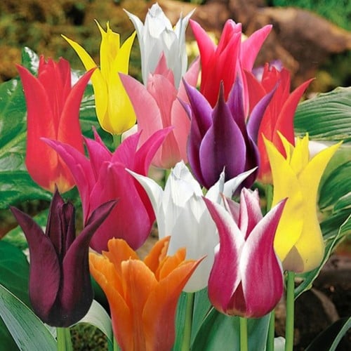 Tulpen Lilienblütig Mischung
