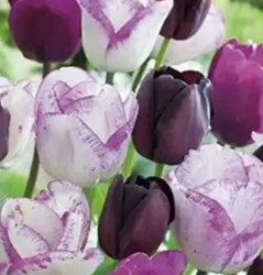 Tulpen Perla Mischung - Tulipa