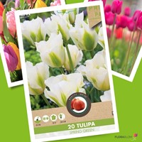 Tulpen Spring Green - Tulipa-2