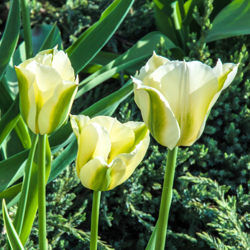Tulpen Spring Green - Tulipa