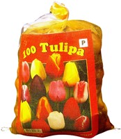 Tulpen Triumph Mischung (XL-Packung) - Tulipa