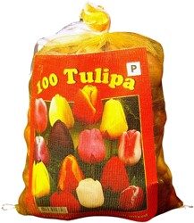 Tulpen Triumph Mischung (XL-Packung) - Tulipa