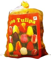 Tulpen Triumph Mischung (XL-Packung)