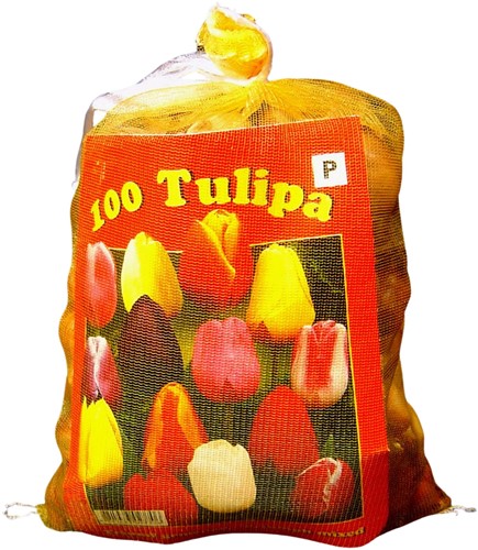 Tulpen Triumph Mischung (XL-Packung) - Tulipa