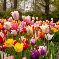 Tulpenzwiebeln