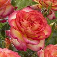 Rose Two Colors - Rosa Stark Duftend