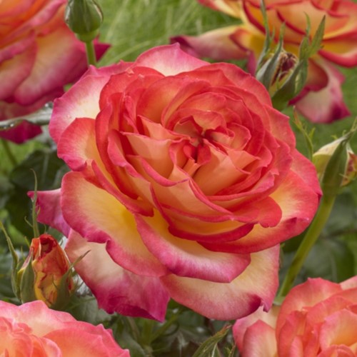 Rose Two Colors - Rosa Stark Duftend