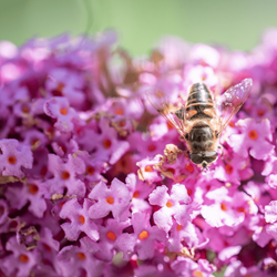 Schmetterlingsflieder Pink Delight - Buddleja