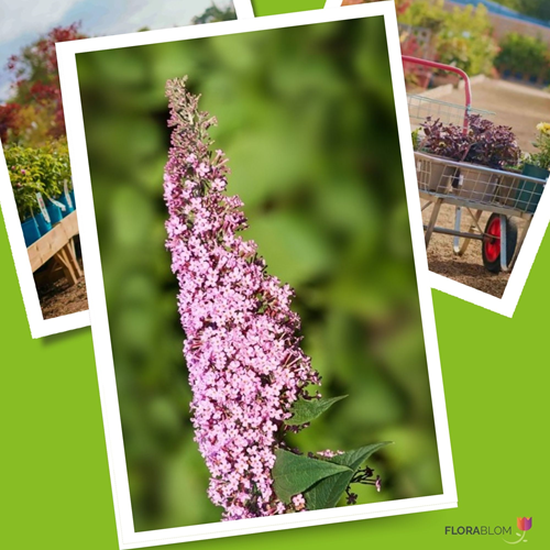 Vlinderstruik Pink Delight - Buddleja davidii-2