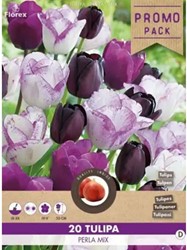 Tulpen Perla Mischung - Tulipa