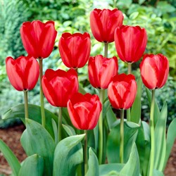 Tulpen Red Impression Apeldoorn - Tulipa