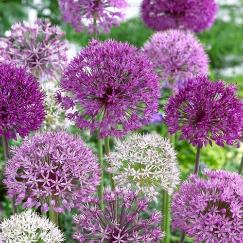 Allium Deco Mix - Riesenlauch