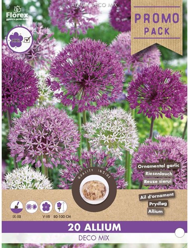 Allium Deco Mix - Riesenlauch-2