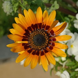 Ringelblume Prince of Orange