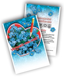 Vergissmeinnicht - Myosotis