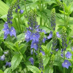 Österreichischer Ehrenpreis Royal Blue - Veronica Austriaca
