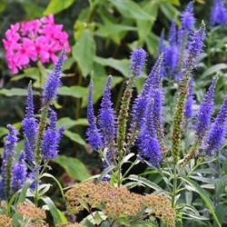 Veronica longifolia Blauriesin - Ereprijs (Driepack)
